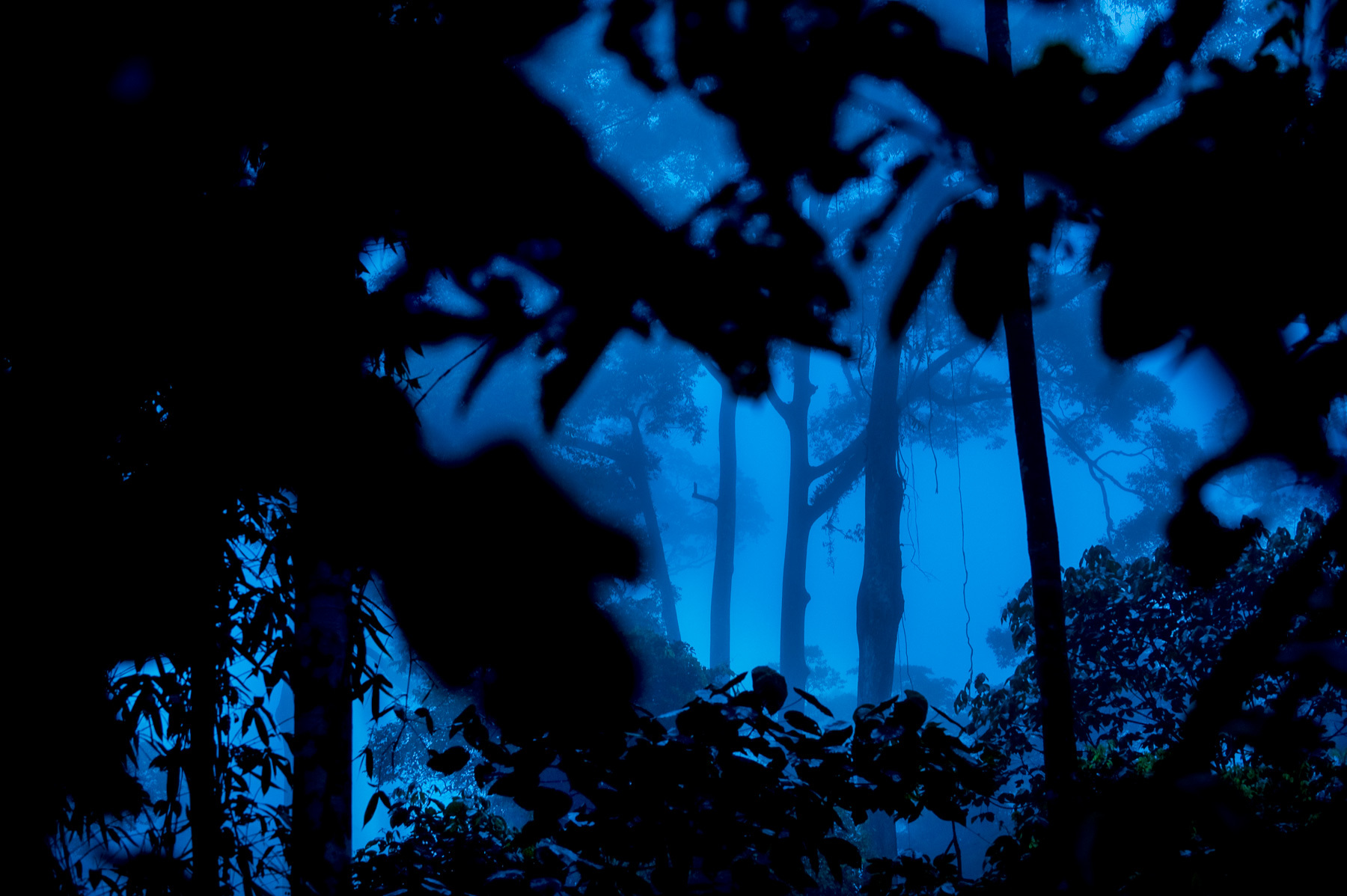 MM7455_080306_24954-9_1-20+sec+at+f+-+5,0_+ISO+200_70.0-200.0+mm+f-2.8_blinds,+blue,+borneo,+early+morning,+Mattias+Klum,+rainforest,+trees